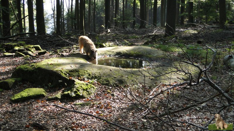 Ritterstein Nr. 013-6a Hirschtränke.JPG - Ritterstein Nr.13 Hirschtränke                        